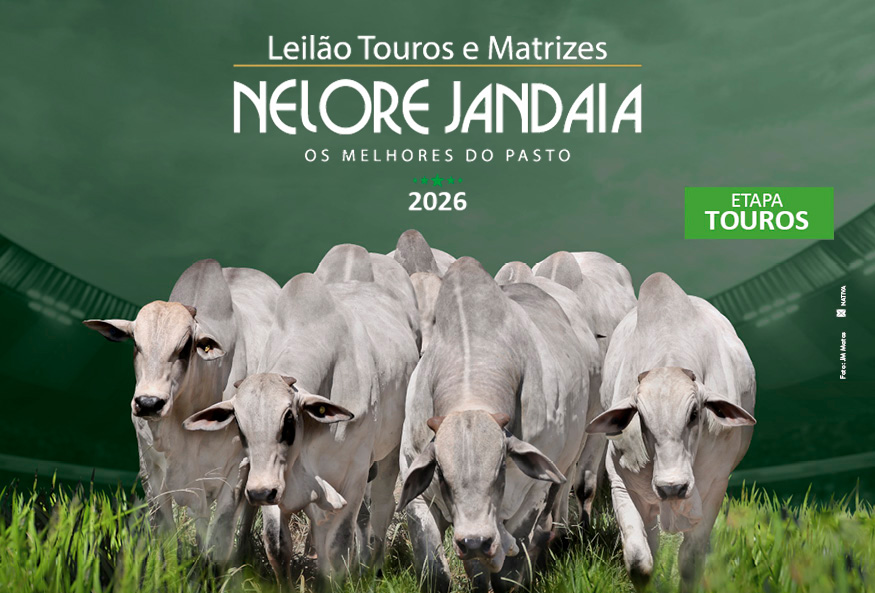 LEILÃO NELORE JANDAIA - TOUROS